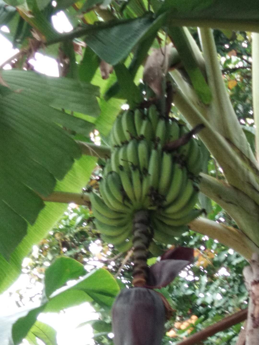 香蕉(图1)